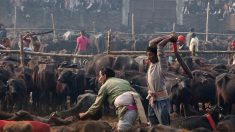 Népal : polémique autour d’un rituel impliquant le sacrifice de dizaines de milliers d’animaux