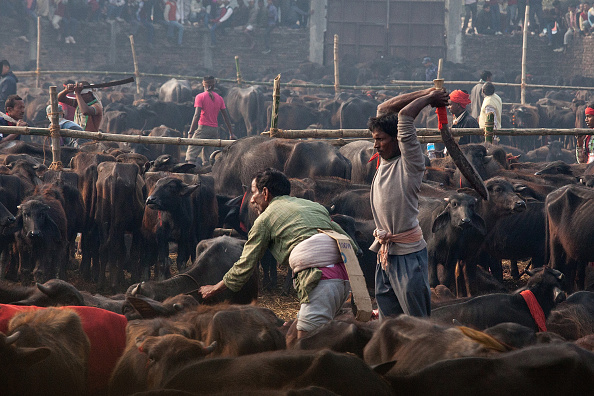 Photo prise pendant le festival de Gadhimai le 28 novembre 2014, à Bariyarpur au Népal. (Omar Havana/Getty Images)