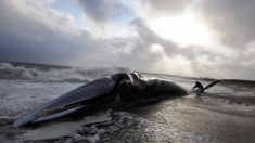 Vidéo – Ils remettent à l’eau un baleineau échoué dans le Finistère – ses chances de survie sont faibles