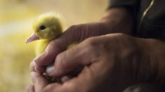 Le combat final pour le foie gras aux États-Unis