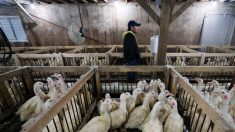 Grippe aviaire : risque « élevé » en France, le ministère de l’Agriculture appelle les éleveurs à confiner leurs volailles
