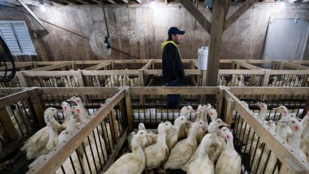 Grippe aviaire : risque « élevé » en France, le ministère de l’Agriculture appelle les éleveurs à confiner leurs volailles