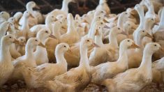 Landes : six nouveaux élevages touchés par la grippe aviaire