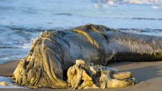 Une bête marine «poilue», qui ressemble à la créature tirée de l’«Histoire sans fin», s’est échouée sur une plage