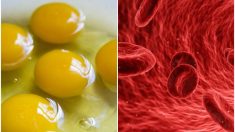 Qu’arrive-t-il à votre corps si vous mangez 2 œufs par jour? Est-ce vraiment mauvais ?