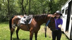 Comment une jeune fille de 18 ans change la destinée de chevaux maltraités et blessés