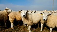 Landes : un agriculteur retrouve son troupeau de brebis massacré