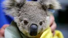 Vidéo : en Australie, un koala assoiffé monte sur un vélo pour réclamer de l’eau à une cycliste