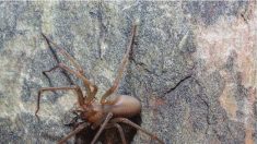 Mexique : découverte d’une nouvelle espèce d’araignée dont la morsure nécrose les tissus