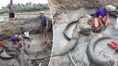 Un éleveur découvre un colossal mammouth colombien dans sa propriété, il pourrait avoir 20.000 ans