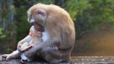 Un singe en deuil berce son bébé « inanimé », quelques instants plus tard, un miracle se produit