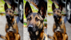 Oméga, chienne abandonnée, est adoptée par la police de l’Isère et se spécialise en recherche de stupéfiants