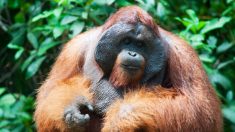 Un orang-outan embrasse le ventre d’une femme enceinte à travers la vitre d’un zoo – elle revient plus tard avec son enfant