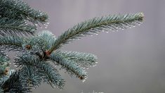 Digne-les-Bains : le sapin de Noël de la ville tronçonné en pleine nuit par des vandales