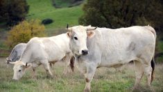 Pyrénées-Atlantiques : onze vaches retrouvées mortes de froid en haute montagne