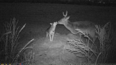 Une chienne fugue pendant plusieurs jours pour rencontrer un cerf dans les bois