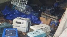 Un employé du gaz soulève une bâche dans une maison abandonnée et sauve 9 chats mis en cage dans 5 caisses