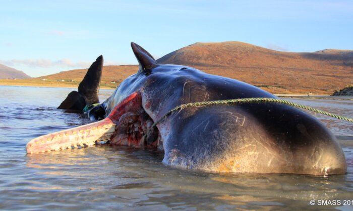 La carcasse du cachalot a été découverte par des résidents de l'île de Harris sur la plage de Seilebost en Écosse, le 28 novembre 2019. (Avec l'aimable autorisation de Scottish Marine Animal Strandings Scheme)