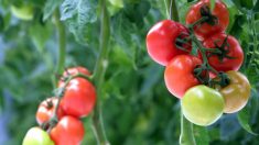 Drôme: des tonnes de tomates bio à ramasser gratuitement à Upie, pour éviter le gaspillage