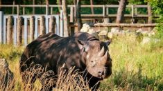 VIDEO : une première en France, la naissance d’un bébé rhinocéros noir