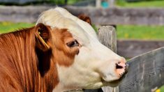 Sur l’île de Jersey,  les vaches portent des pulls de Noël bien chauds grâce à une idée de leur fermière