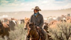 Un cowboy, attristé de voir des mustangs sauvages en captivité, dédie 4450 hectares à un sanctuaire de chevaux sauvages