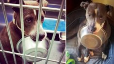 Un chien de refuge follement amoureux de sa gamelle refuse d’être adopté sans elle