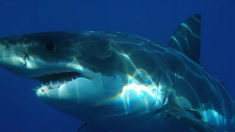 La Réunion : deux bras humains et une gourmette découverts dans l’estomac d’un requin