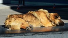 Rennes : après le décès d’un sans-abri, un couple de restaurateurs décide d’adopter son chien, Triskell