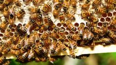 La justice interdit la vente en France de deux pesticides tueurs d’abeilles