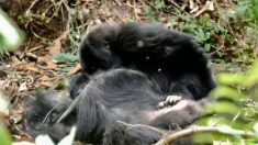 Les gorilles pleurent leurs morts et leur font des funérailles tout comme les humains