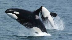 Des orques vues « pour la première fois » dans le détroit de Messine en Italie