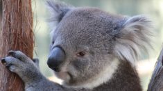 Australie : les incendies ont décimé des milliers de koalas