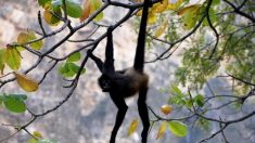 Le singe-araignée renaît dans le Canyon du Sumidero au Mexique, après 30 ans d’extinction dans la région