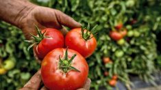 La vente des fruits et légumes d’été bio cultivés en France interdite en hiver : « Pas de tomates bio en hiver »