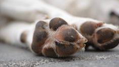 Aisne: quatre chiens malinois retrouvés mourants par la SPA