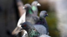 Calvados : des pigeons squattent son balcon et lui font vivre un enfer