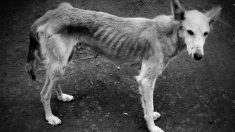 Un chien affamé mangeait des bâtons et des pierres pour survivre, puis un post viral lui permet d’échapper à la mort