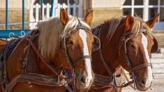 Rouen : un nouveau service de ramassage scolaire à cheval dès la rentrée 2020
