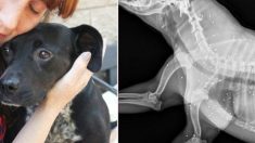 Une chienne timide se fait examiner aux rayons X, puis les vétérinaires trouvent la vérité la plus triste sur son passé