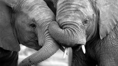 Des retrouvailles émouvantes entre 2 éléphantes de cirque estropiées et séparées pendant 22 ans