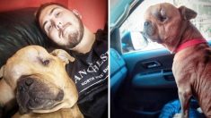 Un homme adopte un chien avec une énorme tumeur à la tête et lui offre un «amour inconditionnel» dans ses derniers jours