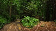 Val-d’Oise – Une femme de 59 ans sauvée par un groupe de randonneurs en pleine forêt : « C’est le destin »