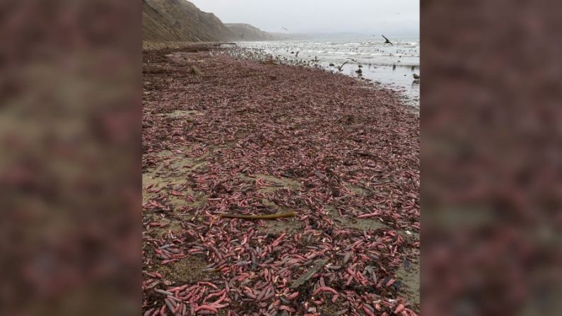 Une horde d'énormes vers appelés "pénis de mer" échoués sur une plage du centre de la Californie, en raison d'une violente tempête (Photo: Avec l'aimable autorisation de David Ford)