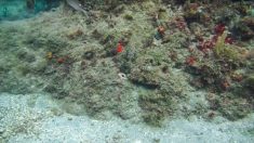Maître dans l’art du camouflage: une pieuvre parfaitement cachée est filmée par un plongeur
