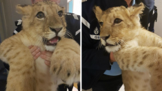 Elle tombe sur un lionceau perdu en pleine nature près de Perpignan alors qu’elle promenait son chien