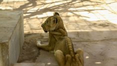 Des images choquantes de lions émaciés dans un zoo soudanais déclenchent une campagne pour sauver les animaux