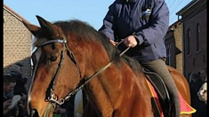 Jour de l’An : un cheval perd la vie à cause des feux d’artifice