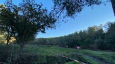 Bouches-du-Rhône: un cheval meurt après avoir été happé par un trou apparu soudainement sur la propriété de son dresseur