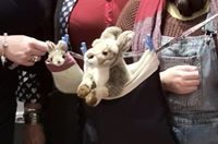 Aidons les bébés kangourous !